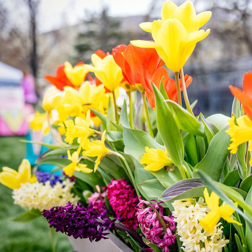 Flowers at Lagoon Amusement Park